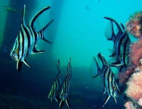 Perth Scuba - Melbourne Private Schools 3