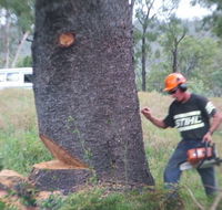 Steve Smith Chainsaw Training - Melbourne Private Schools