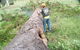Steve Smith Chainsaw Training - thumb 1