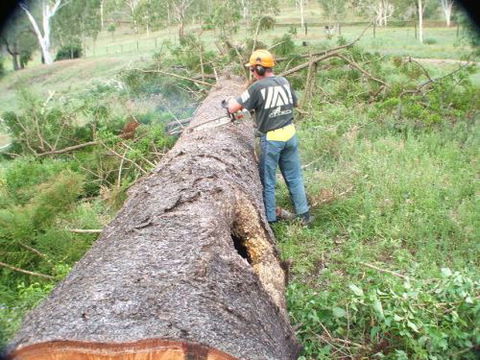 Steve Smith Chainsaw Training - Melbourne Private Schools 1