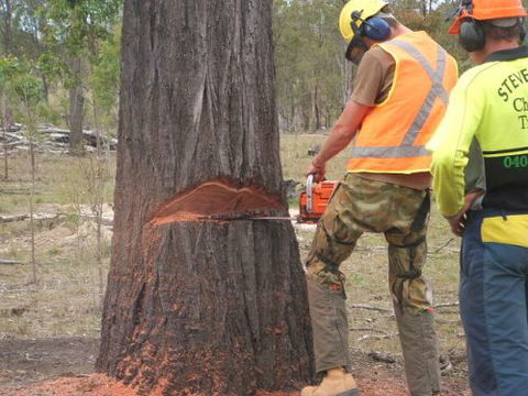 Steve Smith Chainsaw Training - Melbourne Private Schools 3