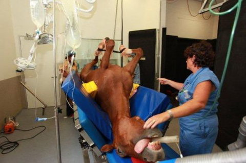 Pacific Vetcare - Melbourne Private Schools 6