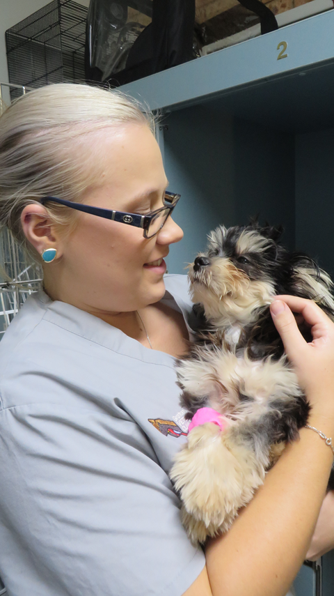 Grafton Veterinary Clinic - Melbourne Private Schools 1