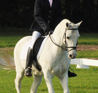 Encantador The Riding School - Melbourne Private Schools