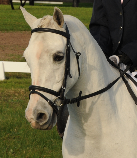 Encantador The Riding School - Melbourne Private Schools 2