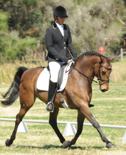 Encantador The Riding School - Melbourne Private Schools 4