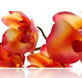 Sydney College of Skin Care - Melbourne Private Schools