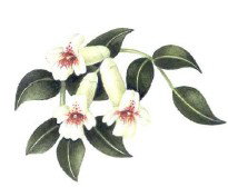 Tecoma Primary School - Melbourne Private Schools 0